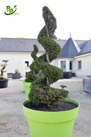 A SAISIR - Arbres en pot